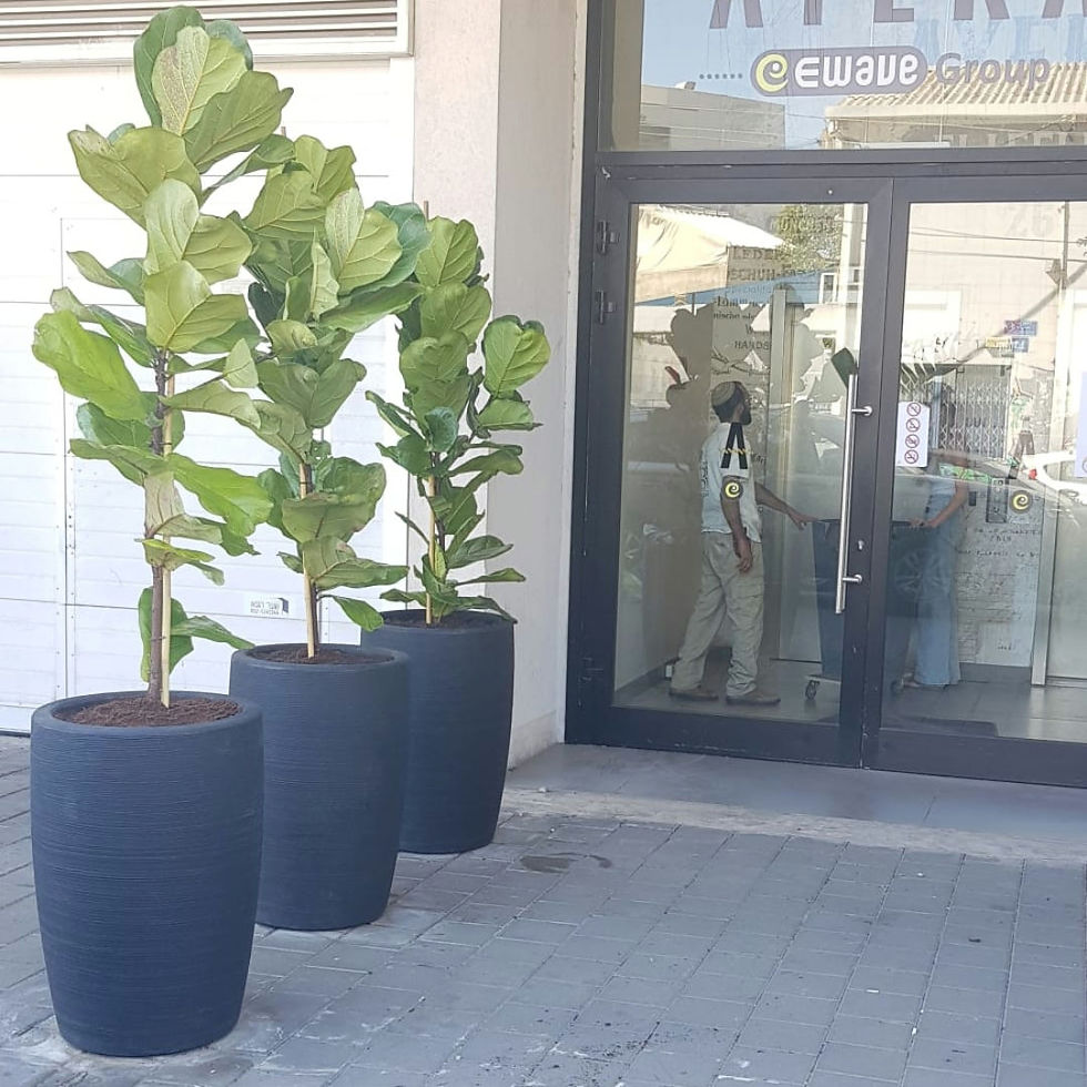 תמונה ממוזערת: פיקוס כינורי צמח למשרד