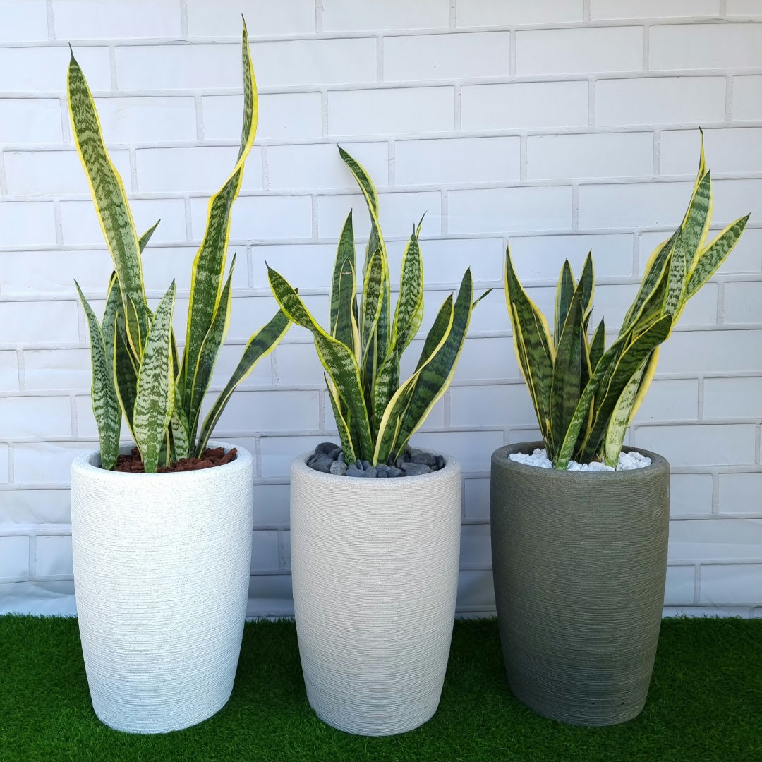 סנסיווריה צמח מטהר אוויר למשרד