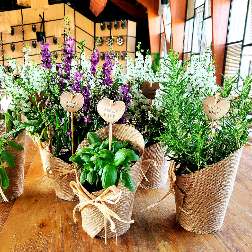 עציצים לאירועים - מתנות לאורחים בחתונה