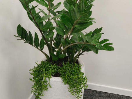 זמיה קוקוס - צמח לבית חשוך