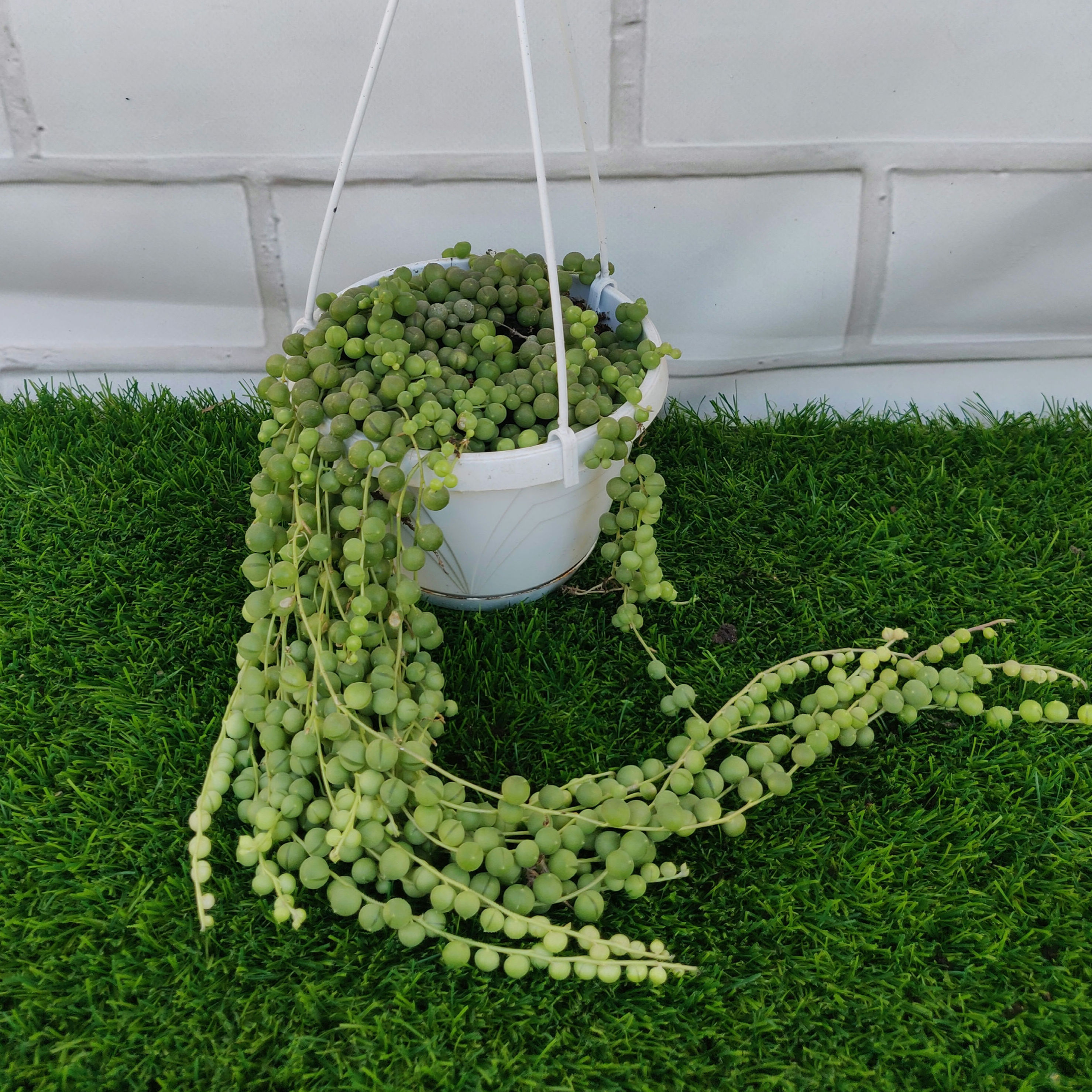 סנציו פנינים 