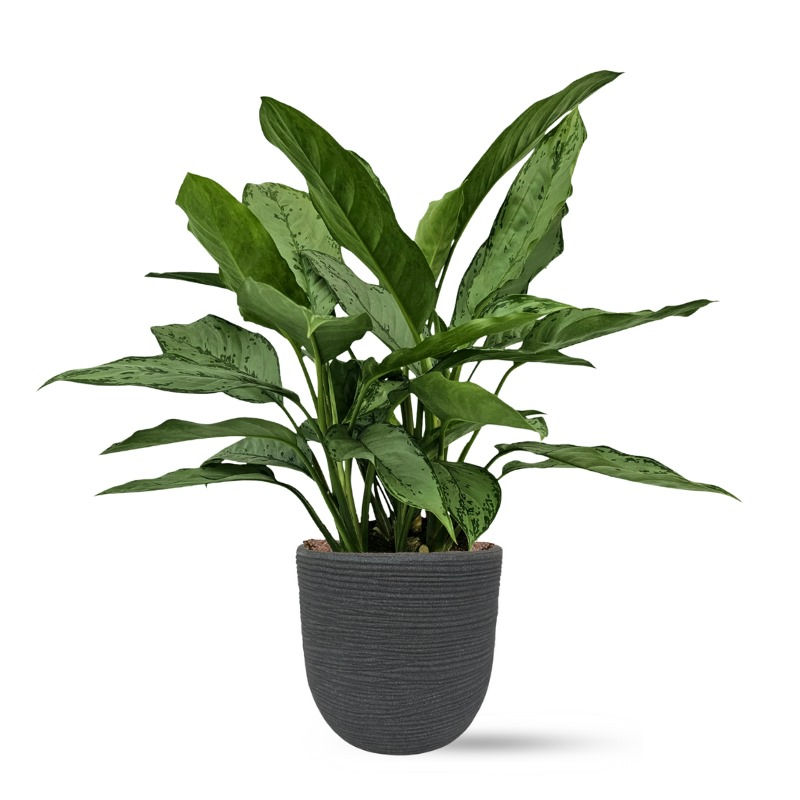 תמונה ממוזערת: אגלונמה פרידמן