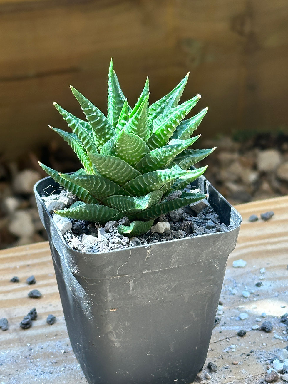 Thumbnail: Haworthia Limifolia 'Twister'