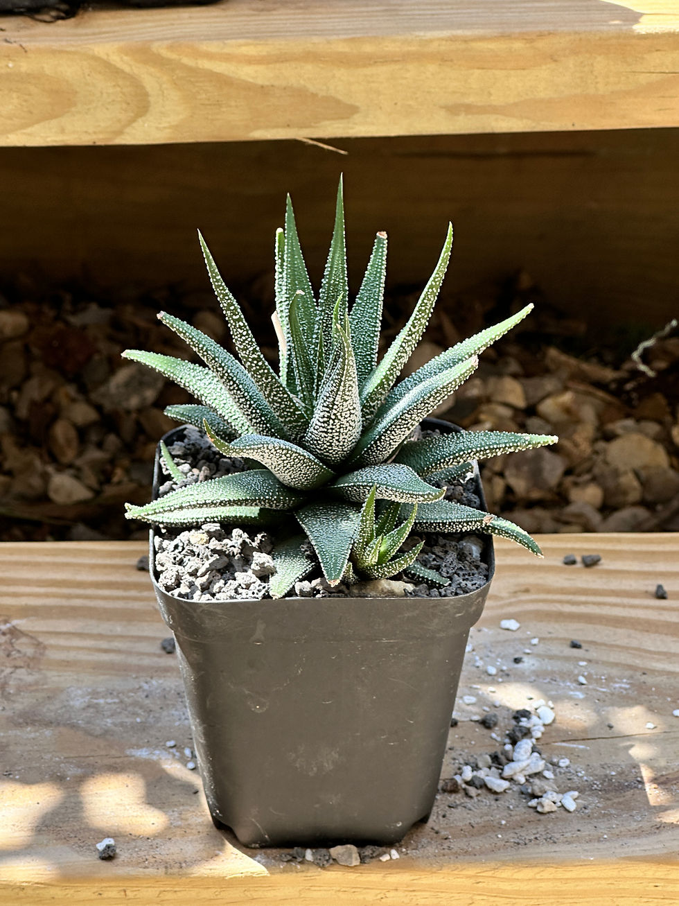 Thumbnail: Haworthia Fasciata 'Cape Town'