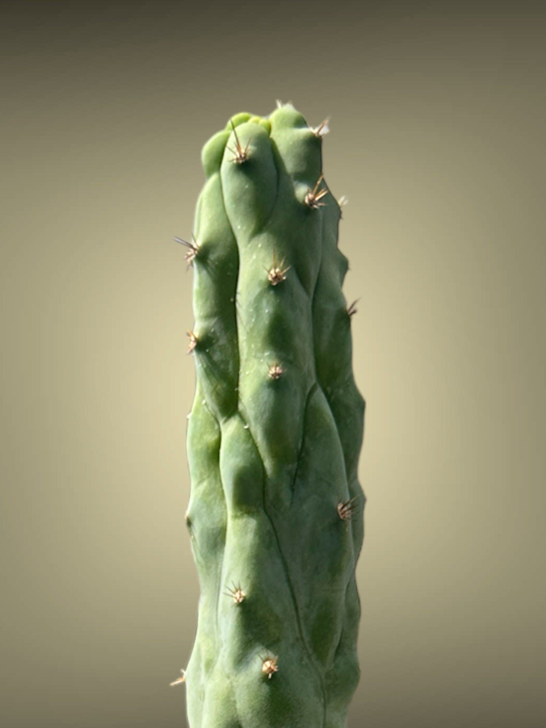 Trichocereus "Bruce's Dragon" (graft) #0230 EXACT PLANT