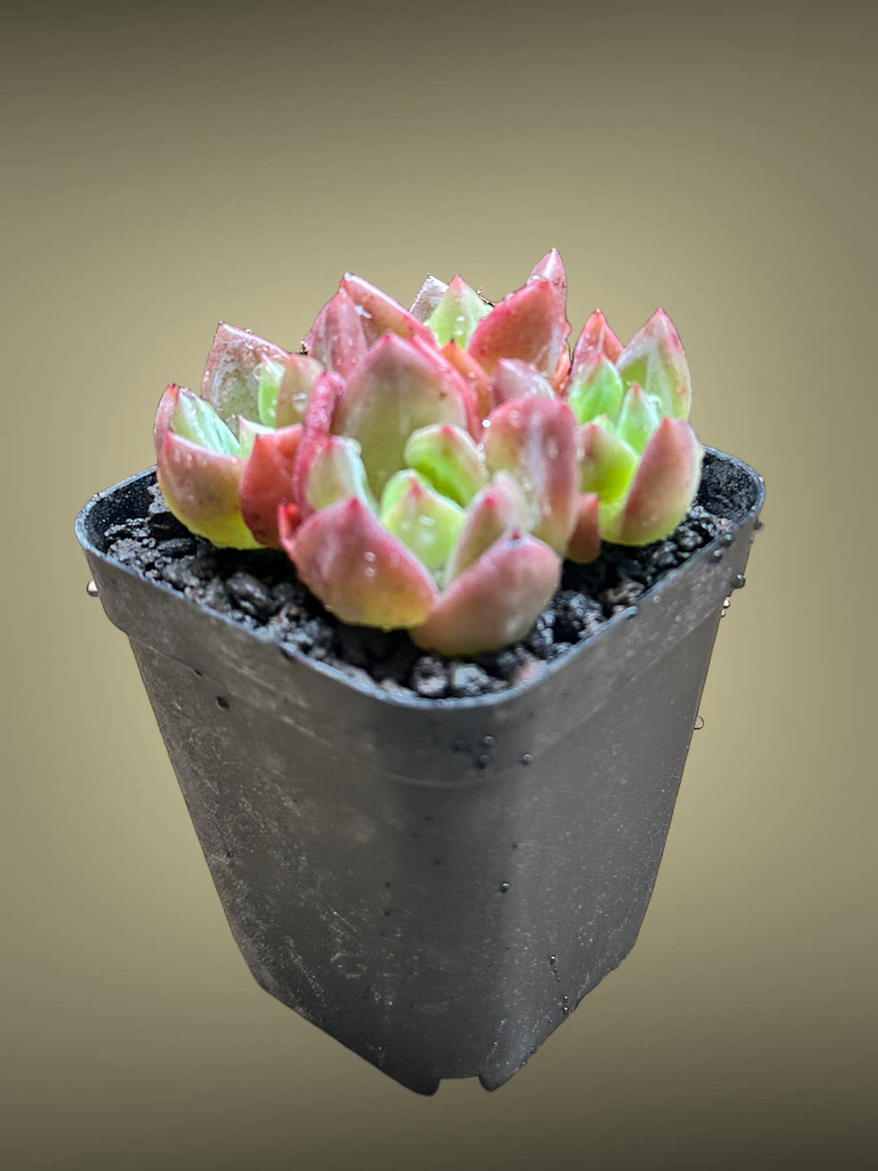 Thumbnail: Echeveria 'Tiger Skin'