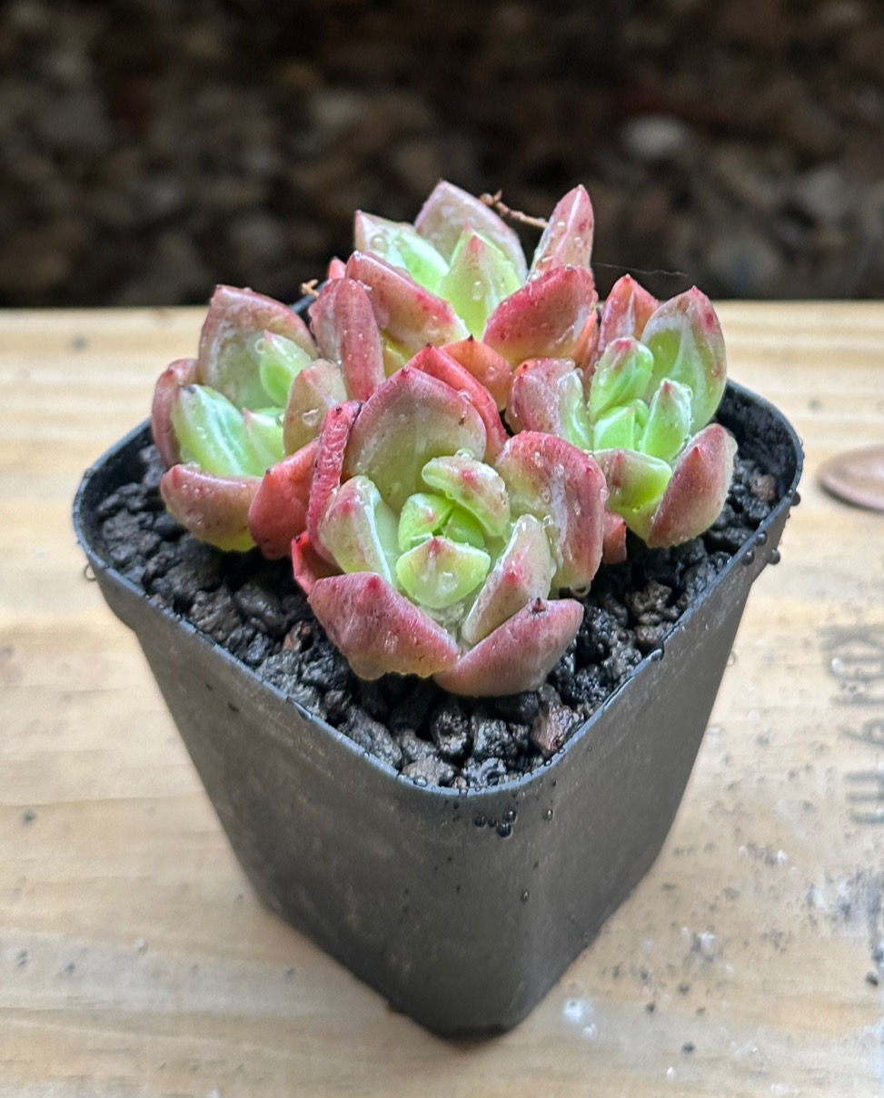 Thumbnail: Echeveria 'Tiger Skin'