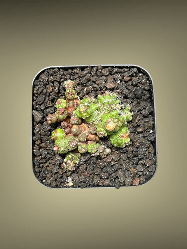 Mammillaria Bocasana f. Monstruosa 'Fred' | Unicorn Cactus