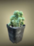 Thumbnail: Trichocereus Bridgesii Monstrose Crest TBMC
