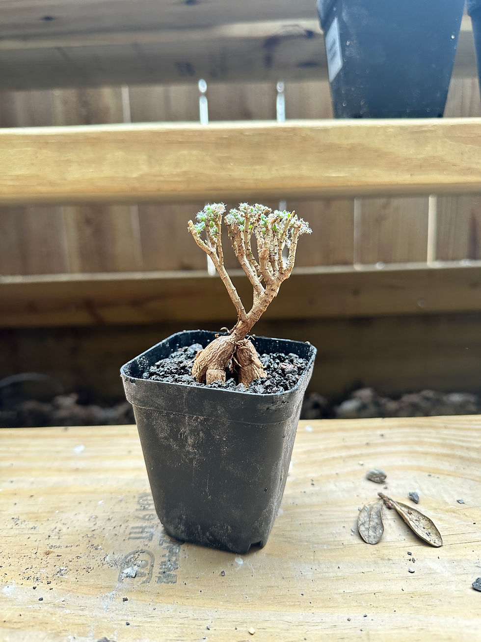 Thumbnail: Trichodiadema Bulbosum