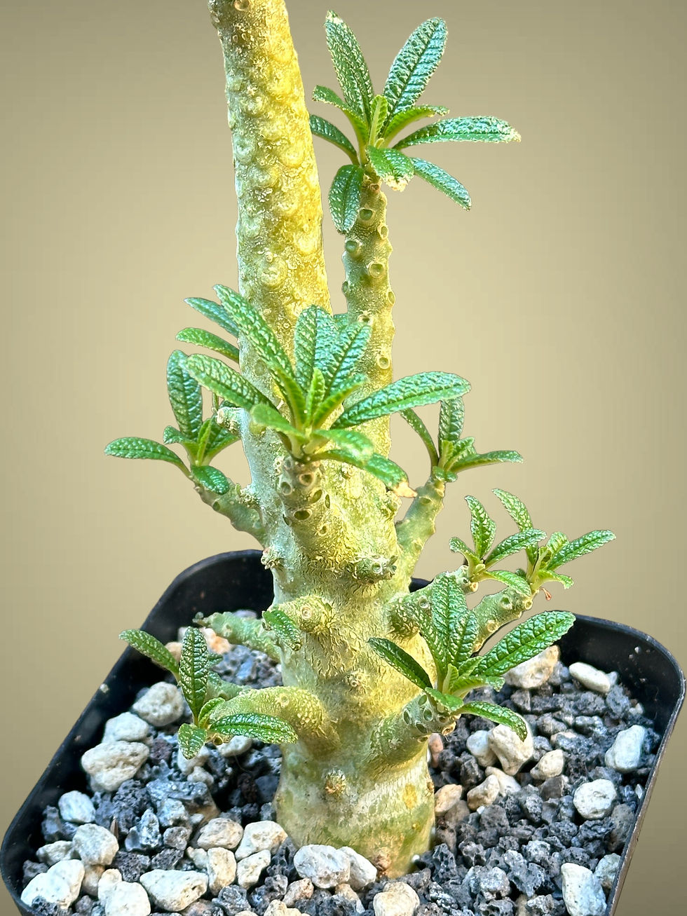 Thumbnail: Dorstenia Gigas #0294 EXACT PLANT FOR SALE