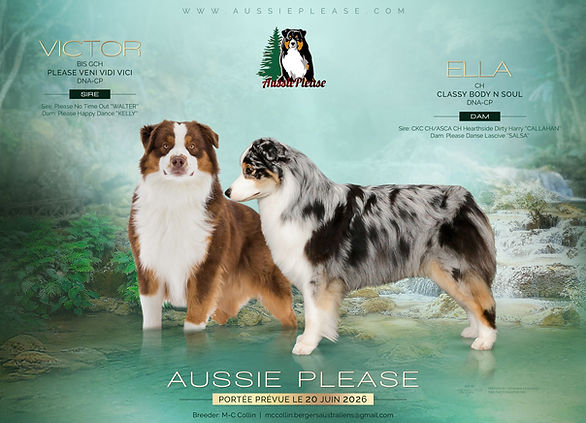 260524-AussiePlease_portee.jpg