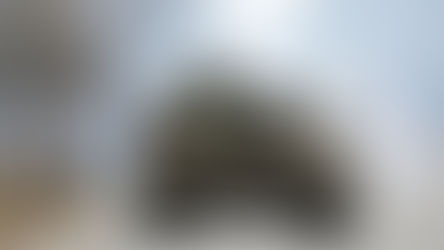 Plantão Petit: o 4º dia de guerra