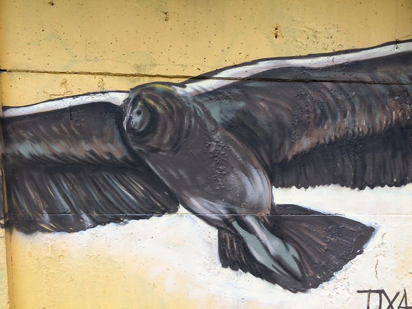 abutre-barra-5.JPG