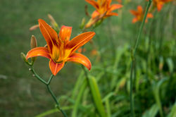 tiger lillies