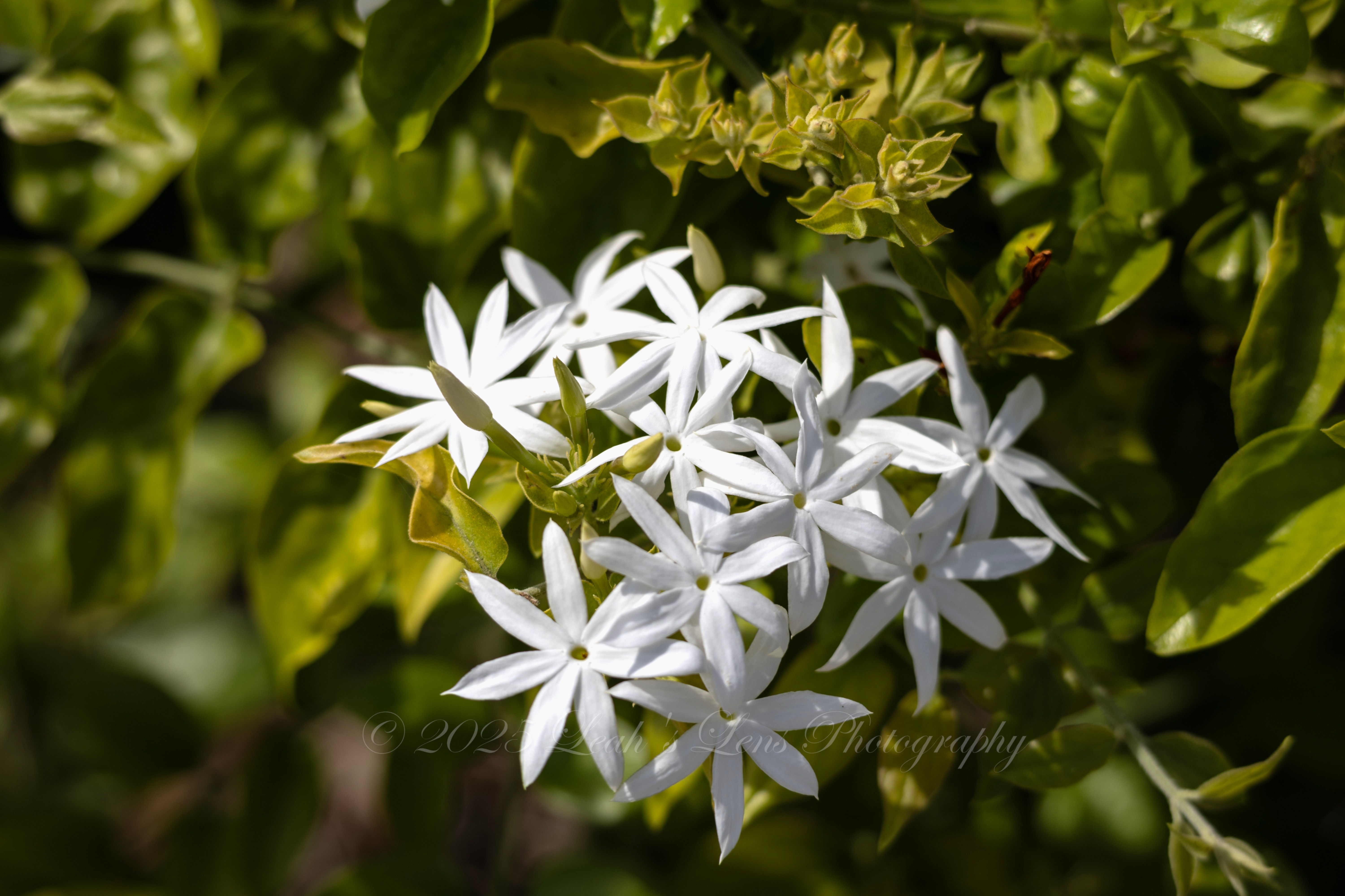 My FAVORITE Flower 4