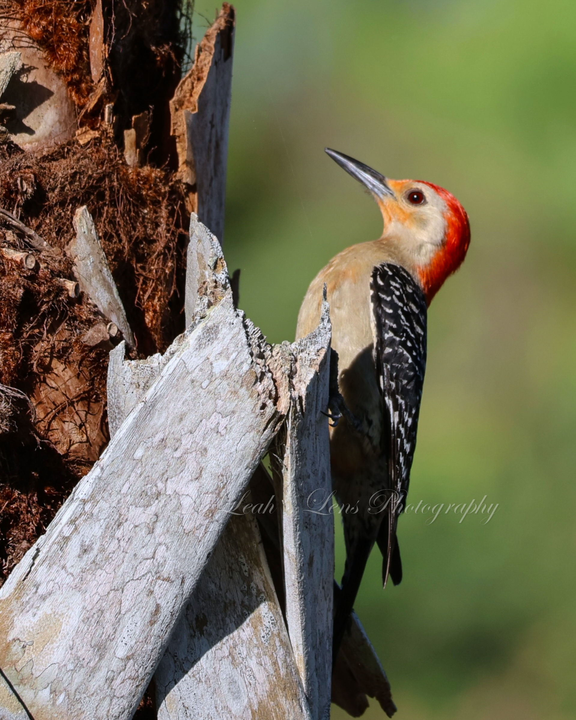 Tiny Woodpecker