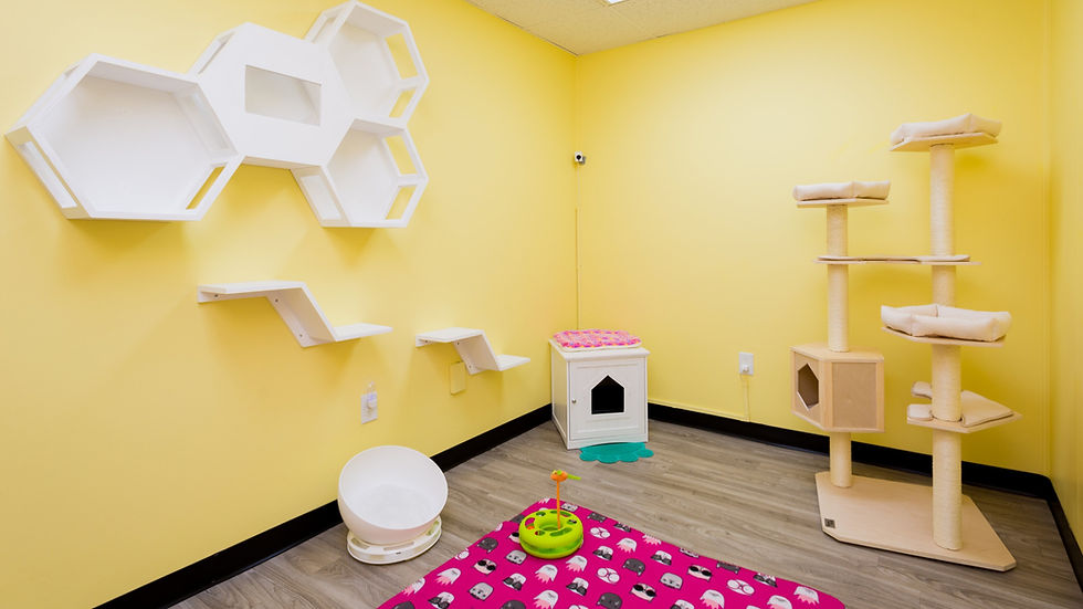 MeowMANSION 5