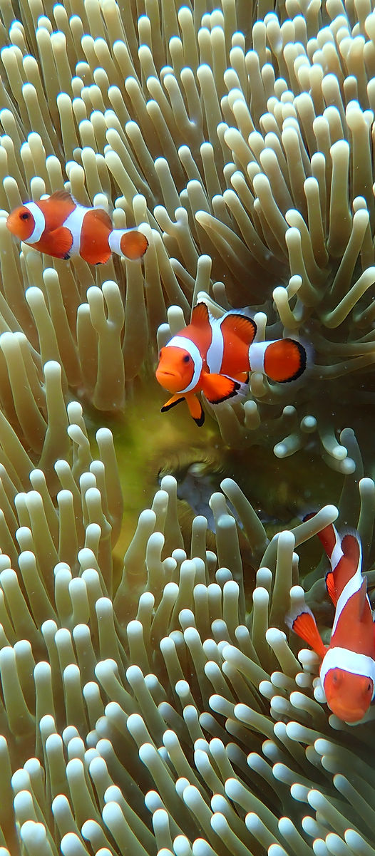 Clownfish Trio