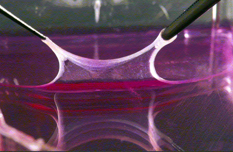 untitled9dir.gif