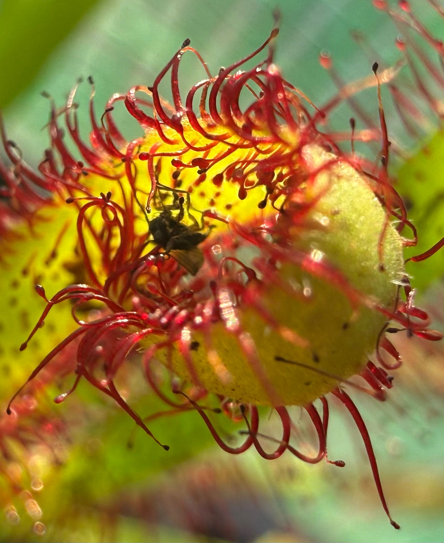 sundew (drosera capensis)