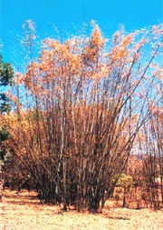 Flowering Bamboo
