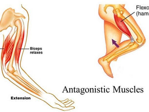 Agonist and Antagonist Muscles at Work
