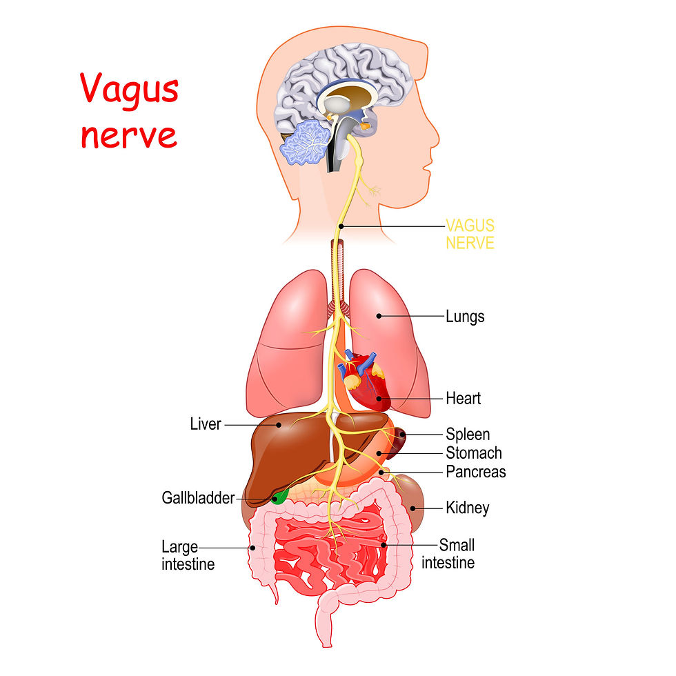 Vagus nerve