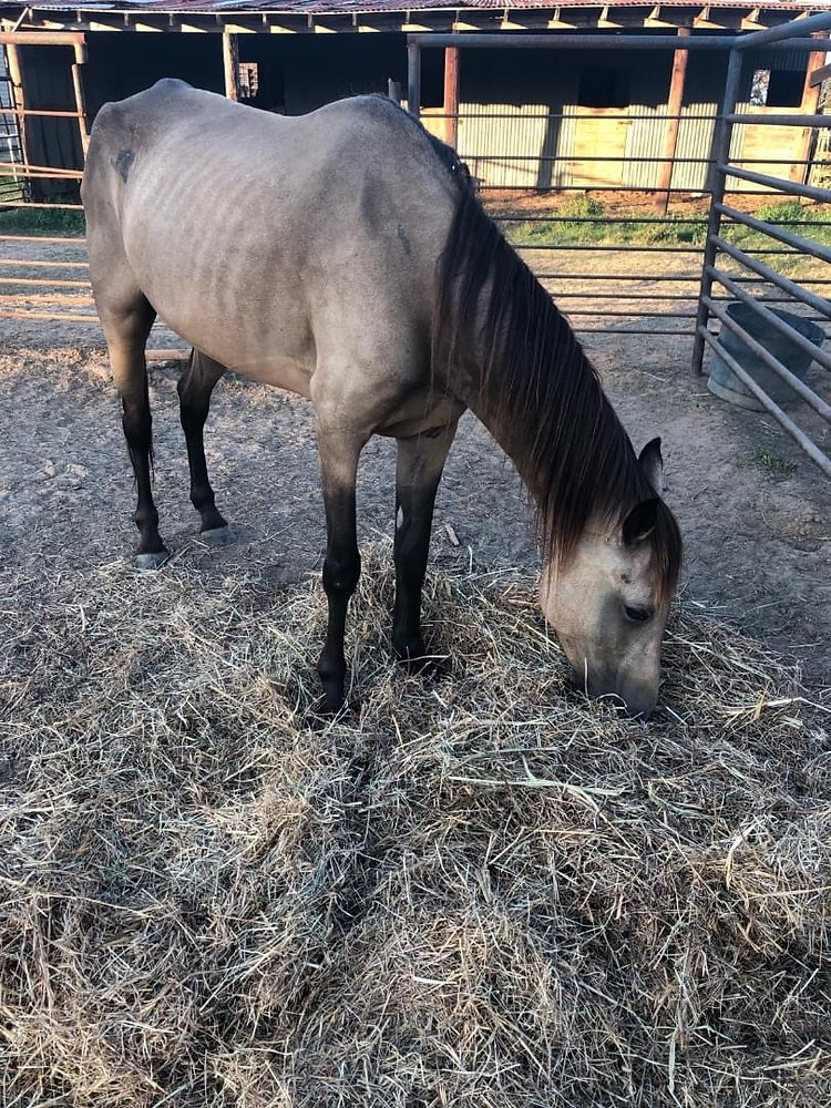 Jamestown Horse picked up
