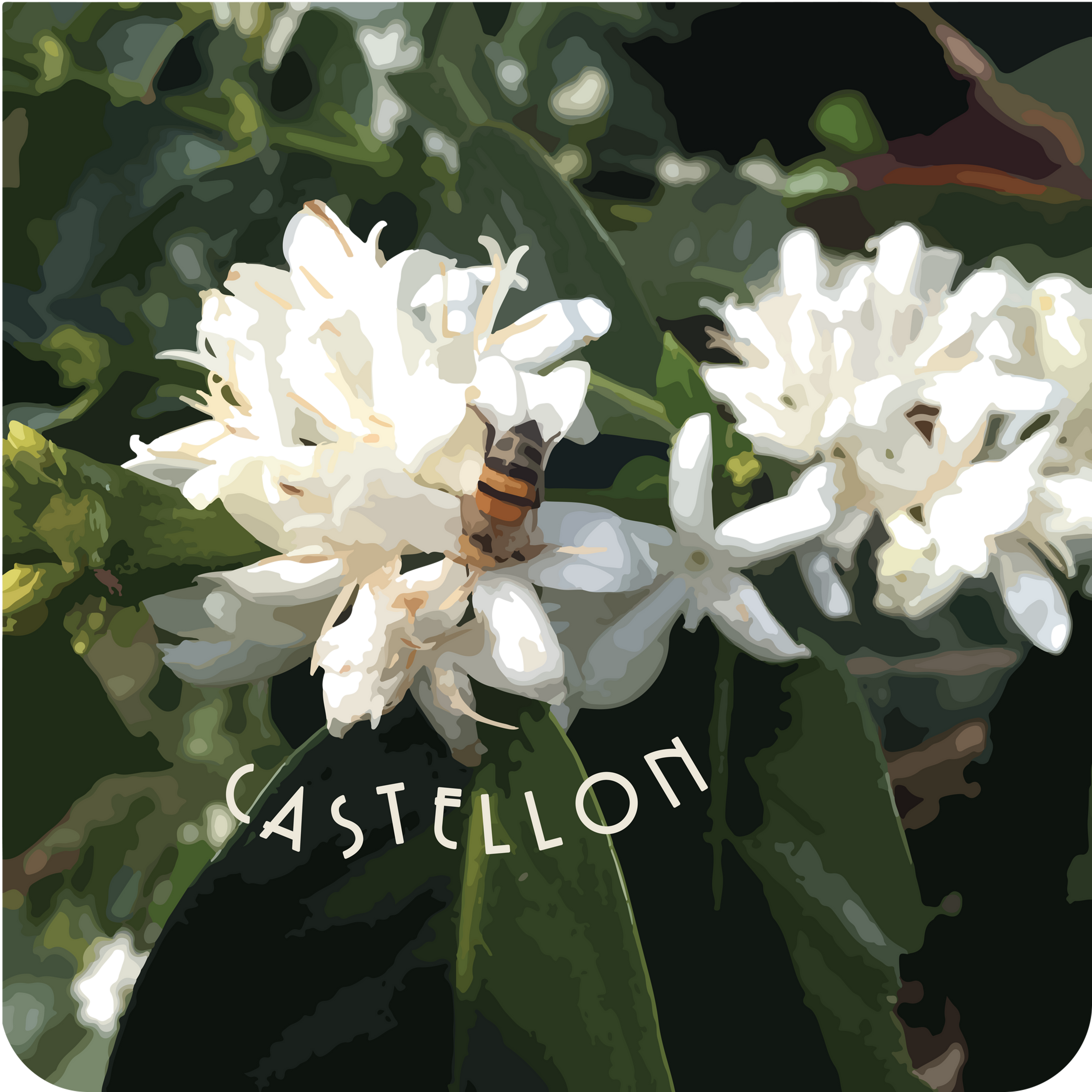 Castellon Gesha | Colombia | Espresso