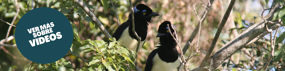 Bordó y Celeste Tradicional Líneas Banner de Graduación (4).png