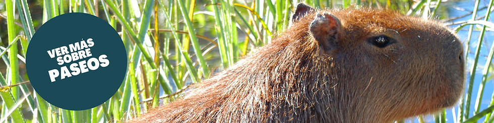 Bordó y Celeste Tradicional Líneas Banner de Graduación (1).png