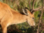 ffauna_07