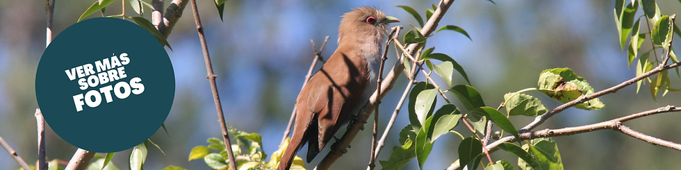 Bordó y Celeste Tradicional Líneas Banner de Graduación (2).png