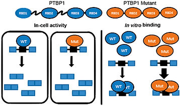 Identification and characterization of ptbp1.jpeg