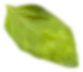 leaf-three.png