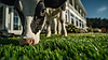 fennecgroup_RAW_photo_of_a_cow_examining_artificial_grass_tha_e14258b3-9331-4073-8016-8301
