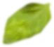 leaf-1.png