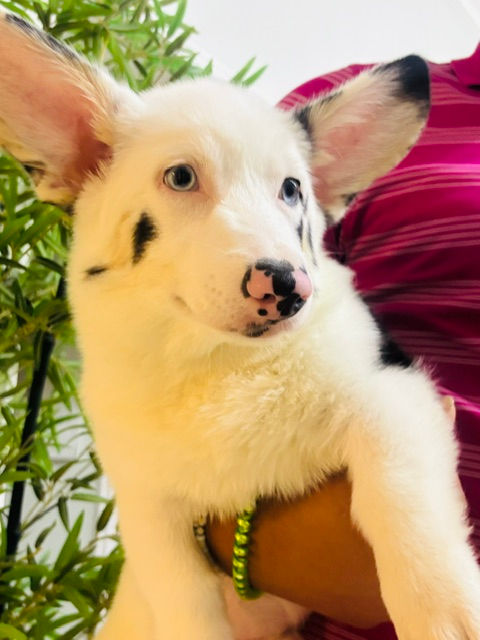 Corgi Charles.jpeg