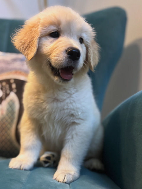 Golden retriever.jpeg