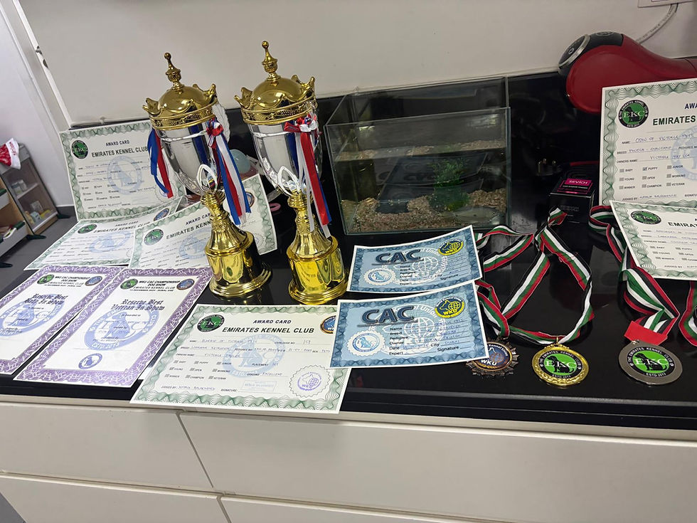 All trophies and medals displayed