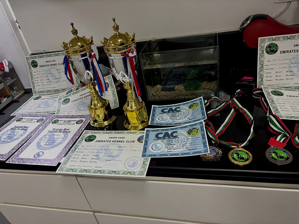 A full display of all Puppyloveindubai Trophies and certificates