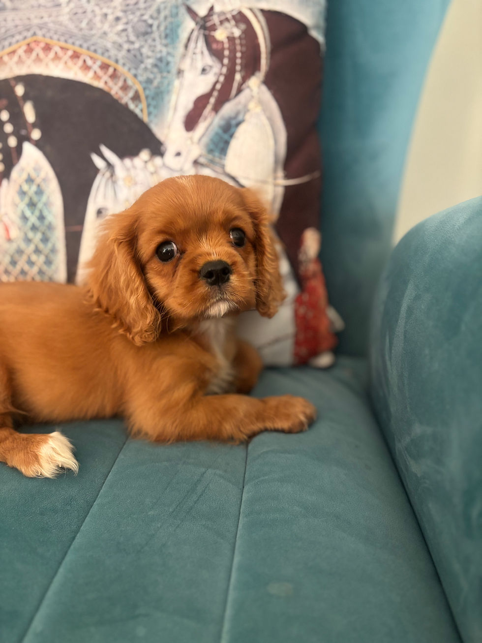 King Charles cavalier 3.jpeg