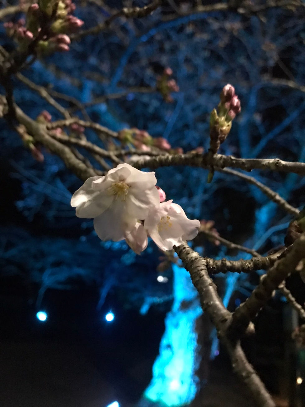 さくらちる