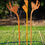Thumbnail: Flax flowers