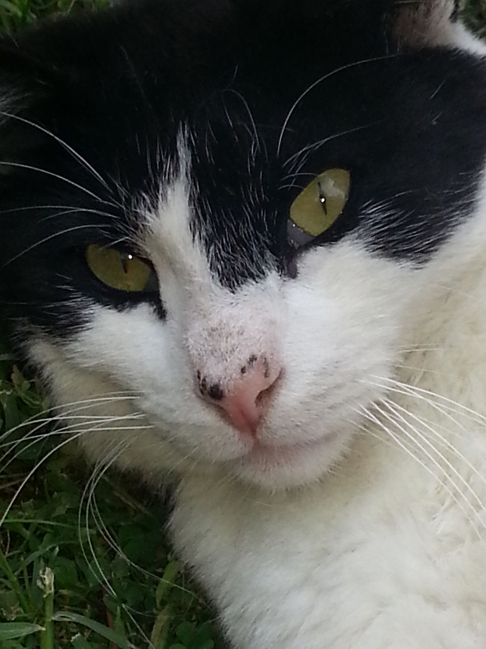 FREDDIE