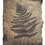 Thumbnail: Fern