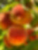 PEACHES