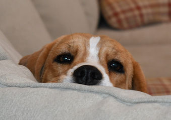 closeup of a relaxed tricolor beagle on a blanket.