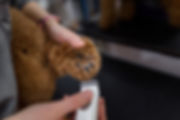 dog getting its claws trimed